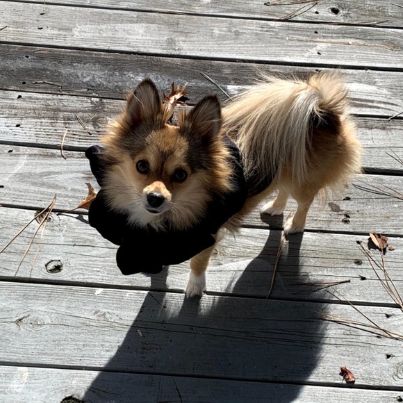 Meet your Posher, Julie and Mogwai 🐾 - Picture 4 of 11